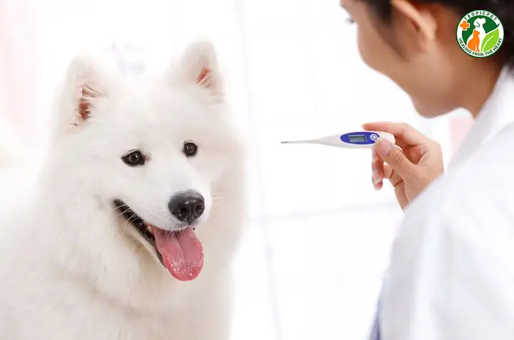 Thân Nhiệt Của Chó Bình Thường Là Bao Nhiêu? Thân Nhiệt Của Chó Bình Thường Là Bao Nhiêu?