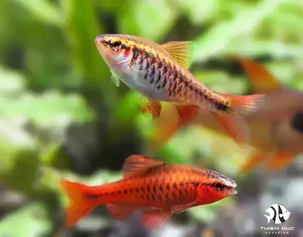 Sự Cuốn Hút Của Đại Dương Thu Nhỏ Sự Cuốn Hút Của Đại Dương Thu Nhỏ