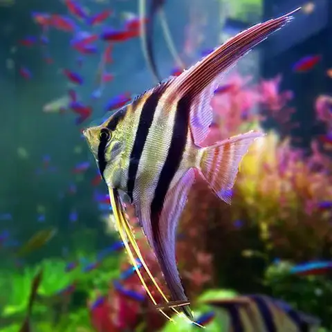 Vẻ Đẹp Tuyệt Mỹ Của Thế Giới Dưới Nước: Tại Sao Chúng Ta Yêu Thích Bể Cá?