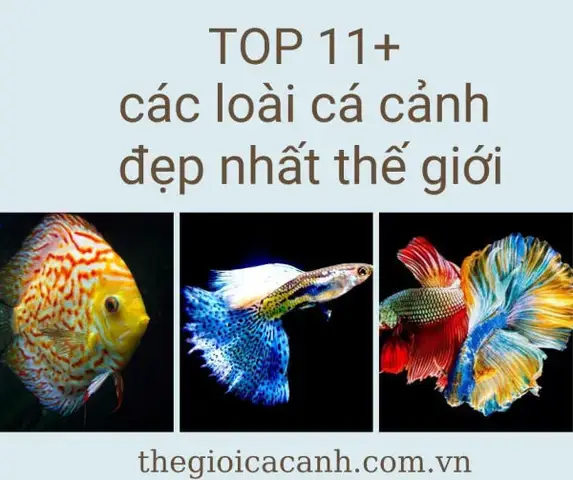Top Những Bể Cá Đẹp Nhất Thế Giới Không Thể Bỏ Qua