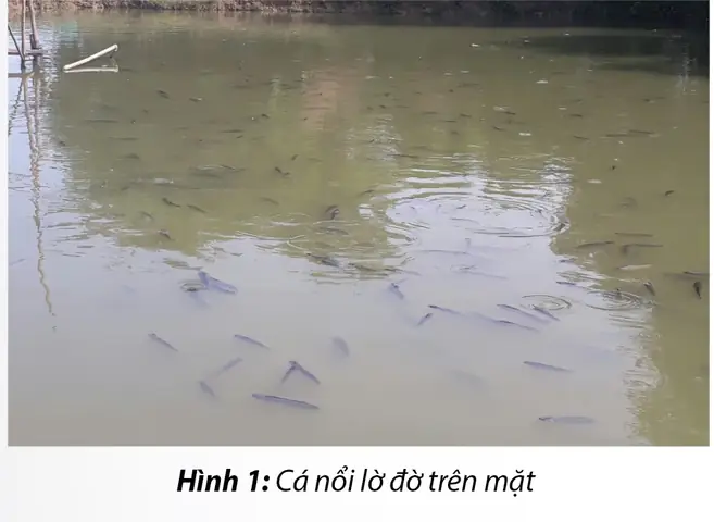 Những Bệnh Thường Gặp Trên Cá Lóc Những Bệnh Thường Gặp Trên Cá Lóc