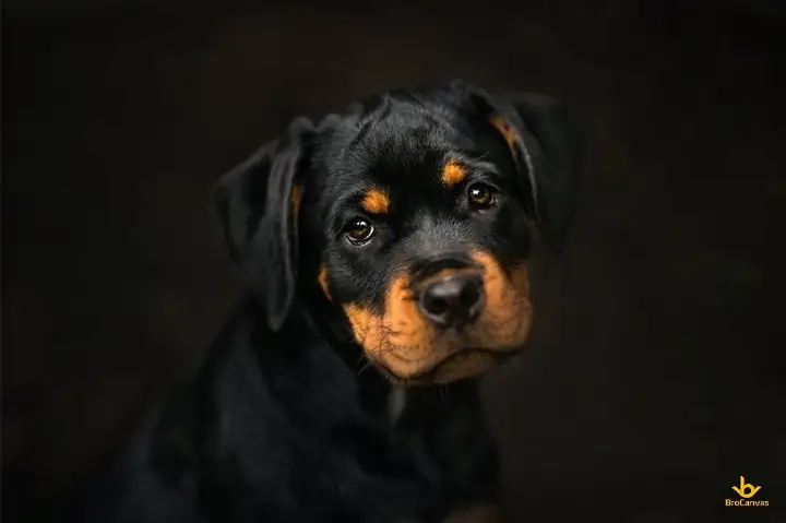 Những Hình Ảnh Con Chó Đẹp, Dễ Thương Nhất