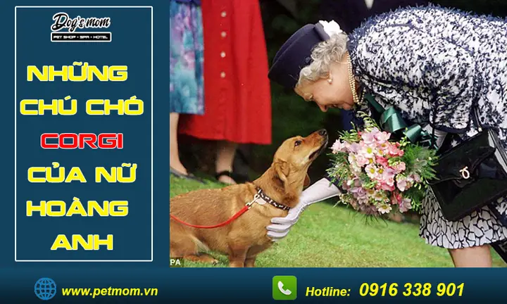 Đặc Điểm Chó Corgi Của Nữ Hoàng Anh Đặc Điểm Chó Corgi Của Nữ Hoàng Anh