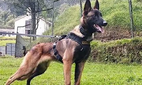 Anh Hùng Nơi Rừng Thiêng