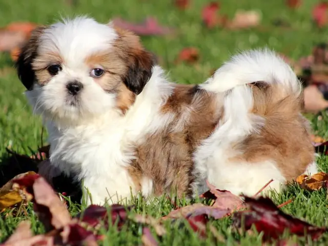 Chó Shih Tzu