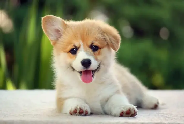 Chó Corgi Rất Đáng Yêu