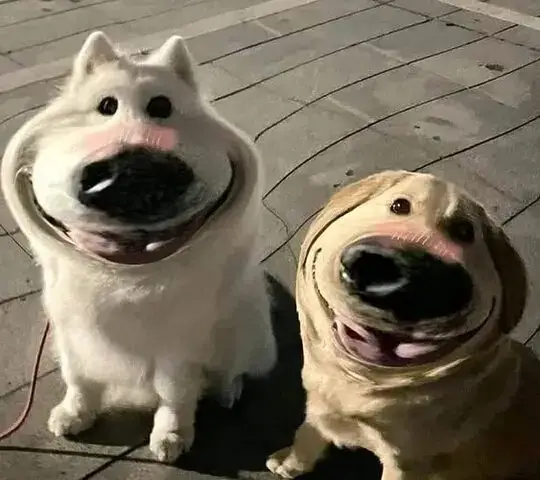 Những Hành Vi Khó Đỡ Biến Chó Thành “nghệ Sĩ Hài”