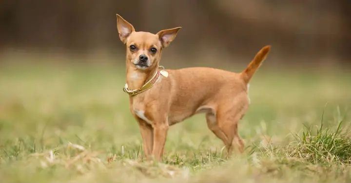 Chó Chihuahua ( 0,9-1,8kg)