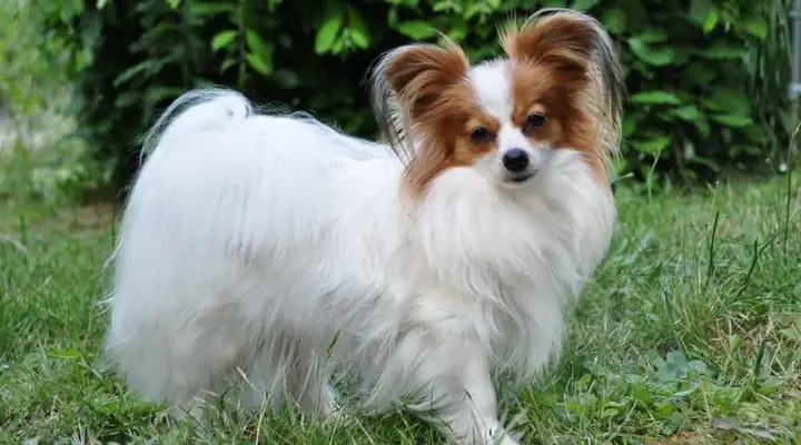 Chó Bướm Papillon (3,6-4,5kg)