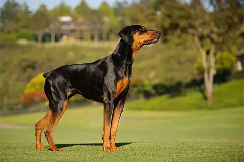 Doberman Pinscher - Một Trong Những Loài Chó Thông Minh Và Trung Thành