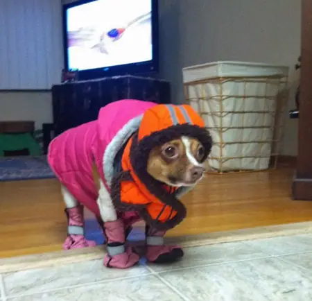 Ảnh Hài: Những Chú Chó Tinh Nghịch (p1)