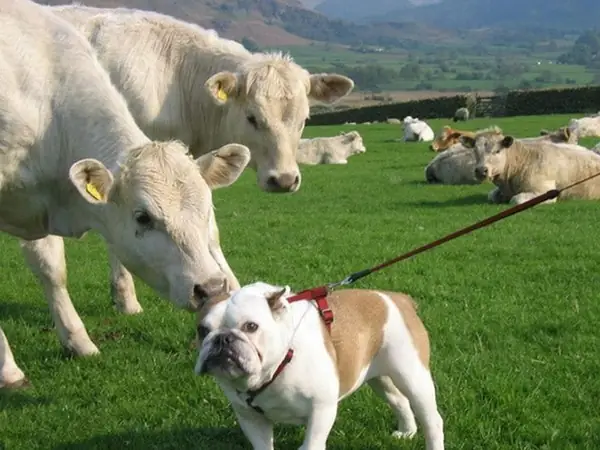 Những Chú Chó Khiến Bạn Không Thể Nhịn Cười