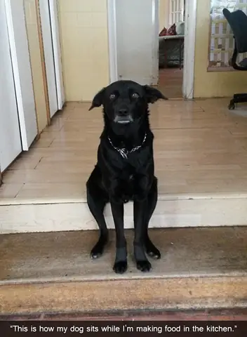 Những Chú Chó Khiến Bạn Không Thể Nhịn Cười