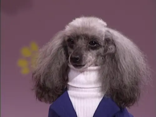 Những Chú Chó Khiến Bạn Không Thể Nhịn Cười