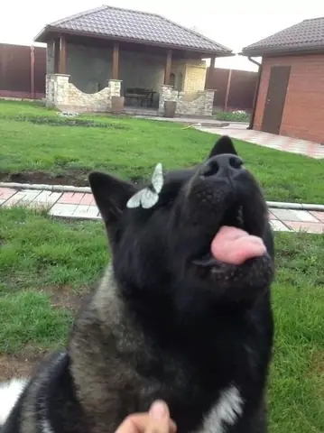 Những Chú Chó Khiến Bạn Không Thể Nhịn Cười