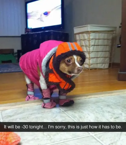 Những Chú Chó Khiến Bạn Không Thể Nhịn Cười