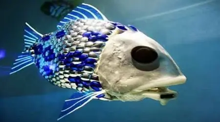 Top 20 Những Con Cá Kỳ Lạ Nhất Thế Giới: Khám Phá Đời Sống Đại Dương