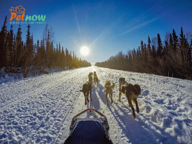 Những Điều Bạn Cần Biết Khi Nuôi Chó Alaska Những Điều Bạn Cần Biết Khi Nuôi Chó Alaska