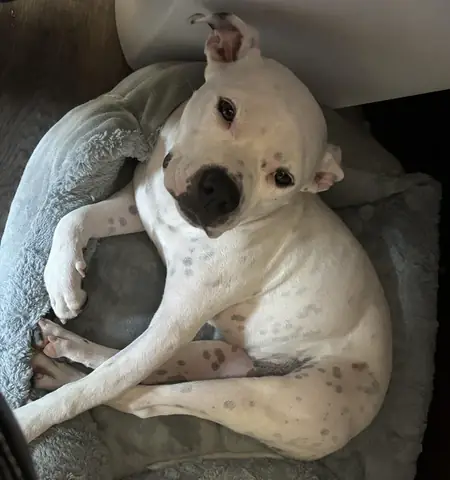 Top 10 Những Giống Chó Ít Bệnh Tốt Nhất Dành Cho Người Mới Nuôi