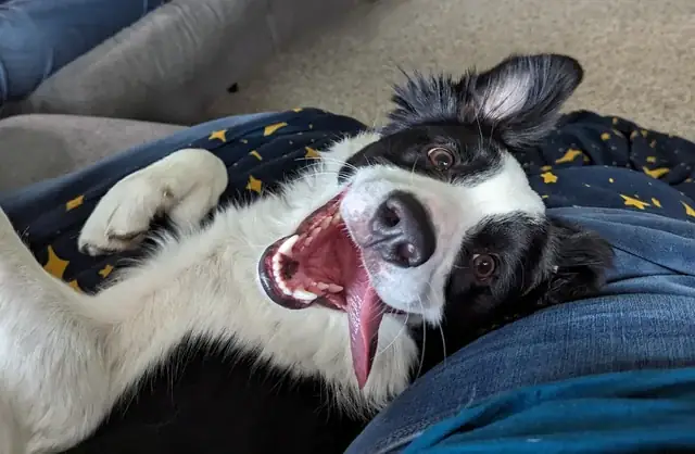 Top 10 Những Giống Chó Ít Bệnh Tốt Nhất Dành Cho Người Mới Nuôi