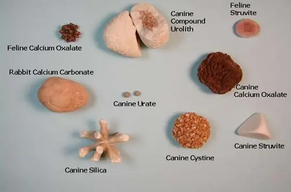 Top 10 Những Giống Chó Ít Bệnh Tốt Nhất Dành Cho Người Mới Nuôi