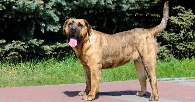 Những Giống Chó Nguy Hiểm Và Bị Cấm Nuôi Nhiều Nhất Trên Thế Giới - Ảnh 8. Những Giống Chó Nguy Hiểm Và Bị Cấm Nuôi Nhiều Nhất Trên Thế Giới - Ảnh 8.