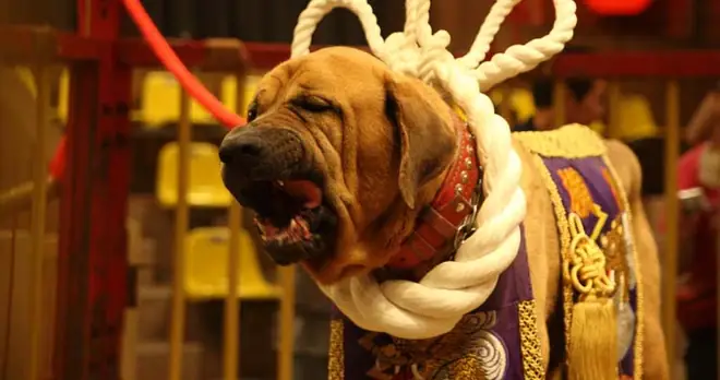 Những Giống Chó Nguy Hiểm Và Bị Cấm Nuôi Nhiều Nhất Trên Thế Giới - Ảnh 1. Những Giống Chó Nguy Hiểm Và Bị Cấm Nuôi Nhiều Nhất Trên Thế Giới - Ảnh 1.