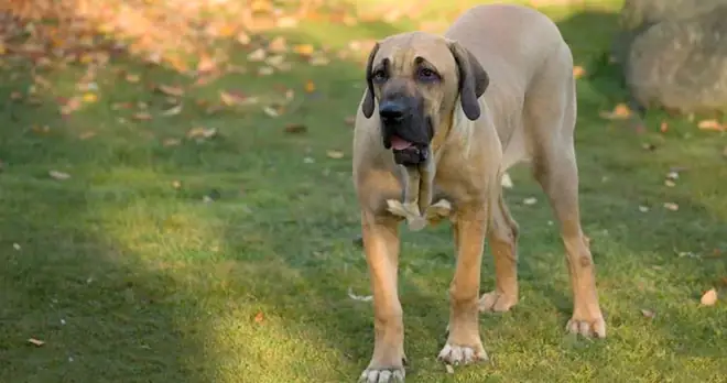 Những Giống Chó Nguy Hiểm Và Bị Cấm Nuôi Nhiều Nhất Trên Thế Giới - Ảnh 12. Những Giống Chó Nguy Hiểm Và Bị Cấm Nuôi Nhiều Nhất Trên Thế Giới - Ảnh 12.