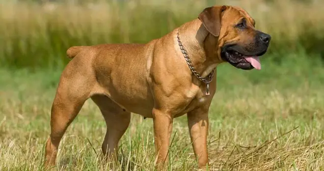 Những Giống Chó Nguy Hiểm Và Bị Cấm Nuôi Nhiều Nhất Trên Thế Giới - Ảnh 14. Những Giống Chó Nguy Hiểm Và Bị Cấm Nuôi Nhiều Nhất Trên Thế Giới - Ảnh 14.