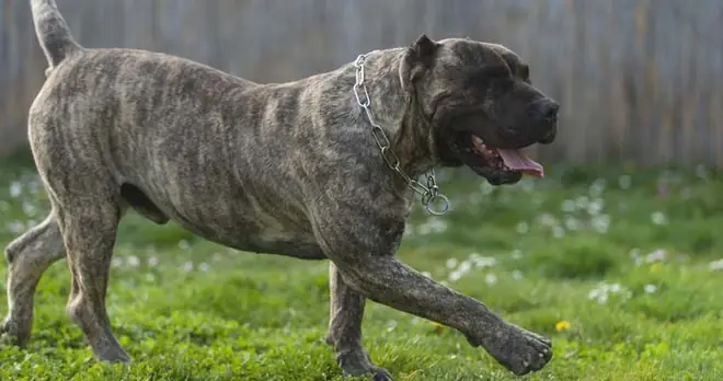 Những Giống Chó Nguy Hiểm Và Bị Cấm Nuôi Nhiều Nhất Trên Thế Giới - Ảnh 7. Những Giống Chó Nguy Hiểm Và Bị Cấm Nuôi Nhiều Nhất Trên Thế Giới - Ảnh 7.