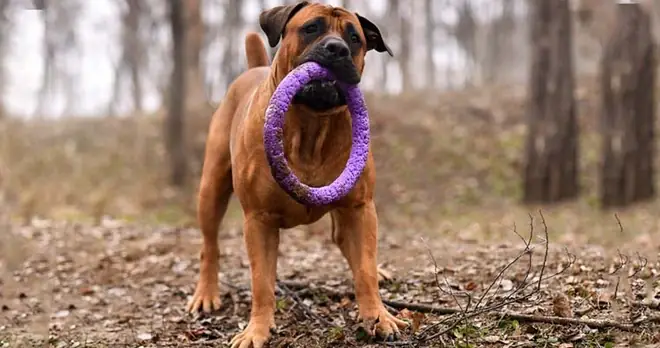 Những Giống Chó Nguy Hiểm Và Bị Cấm Nuôi Nhiều Nhất Trên Thế Giới - Ảnh 13. Những Giống Chó Nguy Hiểm Và Bị Cấm Nuôi Nhiều Nhất Trên Thế Giới - Ảnh 13.