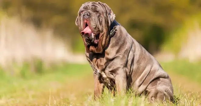 Những Giống Chó Nguy Hiểm Và Bị Cấm Nuôi Nhiều Nhất Trên Thế Giới - Ảnh 9. Những Giống Chó Nguy Hiểm Và Bị Cấm Nuôi Nhiều Nhất Trên Thế Giới - Ảnh 9.