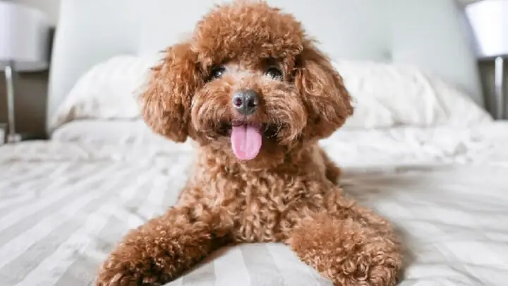 Tính Cách Và Khả Năng Huấn Luyện Của Poodle Tính Cách Và Khả Năng Huấn Luyện Của Poodle
