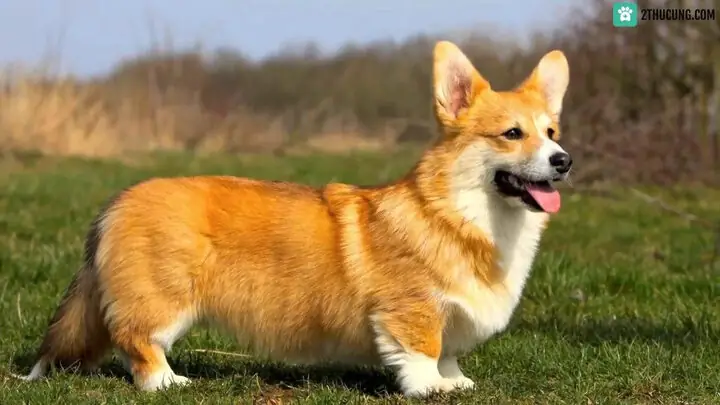 Tính Cách Và Khả Năng Huấn Luyện Của Corgi Tính Cách Và Khả Năng Huấn Luyện Của Corgi