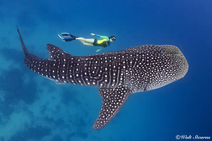 10 Loài Cá Lớn Nhất Thế Giới