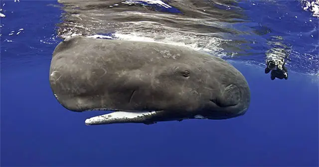 Top 6 Loài Cá To Lớn Nhất Đại Dương - Khoahoc.tv