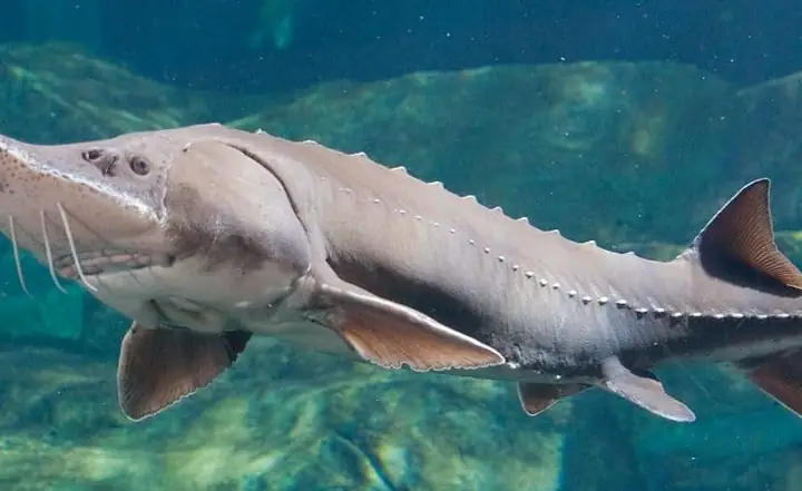 11 Loài Cá Nước Ngọt Lớn Nhất Thế Giới - Aquaculture