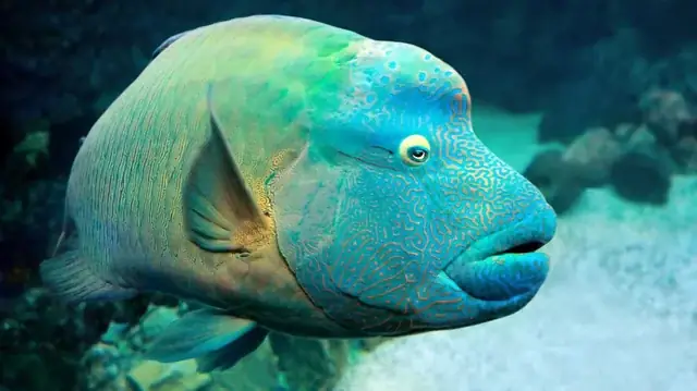 Khám Phá Thế Giới Đa Dạng Của Các Loài Cá Biển