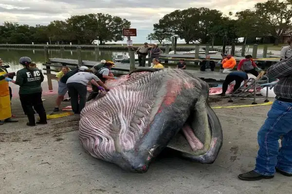 Loài Ngoại Lai Xâm Lấn Và Dịch Bệnh