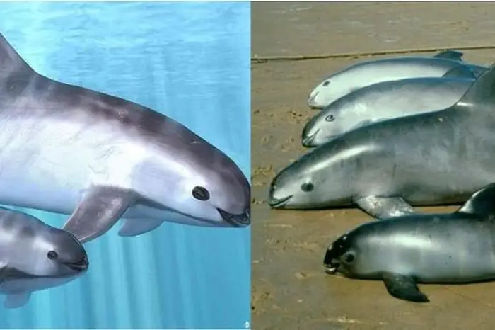 Loài Cá Biển Hiếm Nhất Thế Giới Sắp Tuyệt Chủng: Chỉ Còn Đúng 10 ...