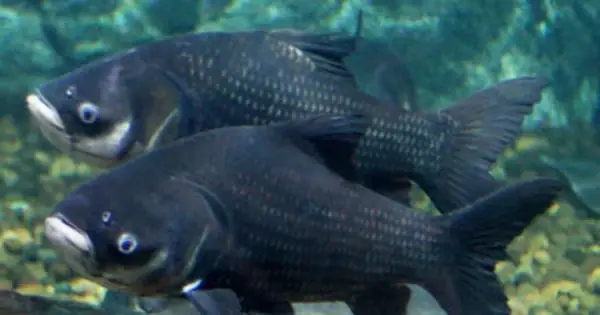 Những Loài Cá Trước Nguy Cơ Tuyệt Chủng