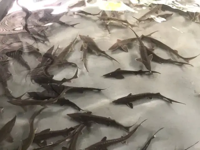 Cá Sụn Là Gì? Đặc Điểm Nhận Dạng Chúng Cá Sụn Là Gì? Đặc Điểm Nhận Dạng Chúng