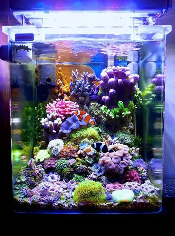 Nuôi Nhiều Loại Cá Cảnh Đẹp Cùng Một Bể Nuôi Nhiều Loại Cá Cảnh Đẹp Cùng Một Bể