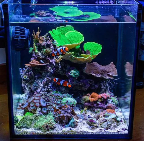 Không Xử Lý Nước Trước Khi Nuôi Không Xử Lý Nước Trước Khi Nuôi