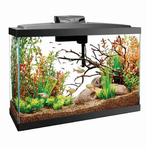 Cho Quá Nhiều Thức Ăn Vào Bể Cho Quá Nhiều Thức Ăn Vào Bể