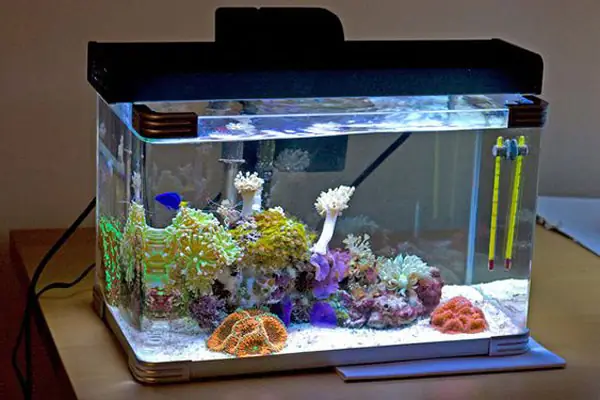 Thay Hết Nước Trong Bể Thay Hết Nước Trong Bể