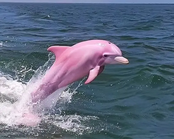 Những Sự Thật Về Cá Heo: Khám Phá Trí Thông Minh Đáng Kinh Ngạc Của "người Bạn Đại Dương"