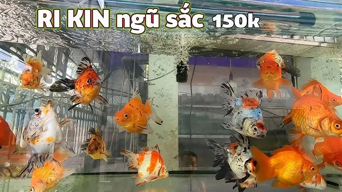 Nơi Bán Cá Cảnh Giá Sỉ: Kinh Nghiệm Chọn Nhà Cung Cấp Uy Tín