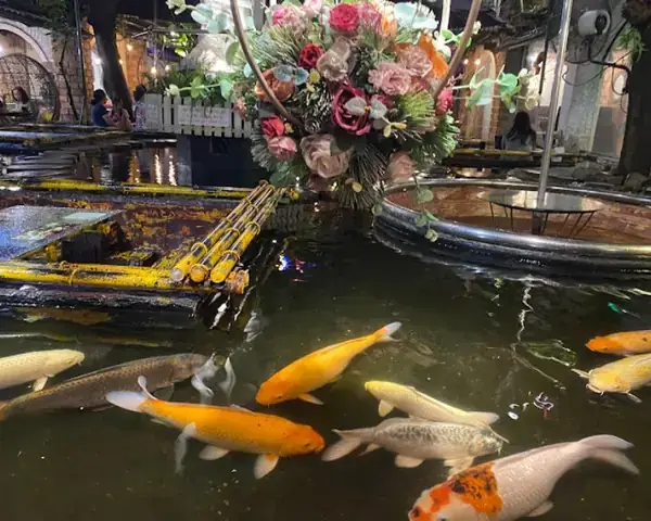 Nơi Bán Cá Koi Uy Tín, Chất Lượng Và Giá Tốt Nhất Hiện Nay Nơi Bán Cá Koi Uy Tín, Chất Lượng Và Giá Tốt Nhất Hiện Nay