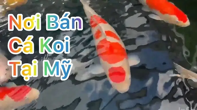 Nơi Bán Cá Koi Uy Tín, Chất Lượng Và Giá Tốt Nhất Hiện Nay Nơi Bán Cá Koi Uy Tín, Chất Lượng Và Giá Tốt Nhất Hiện Nay